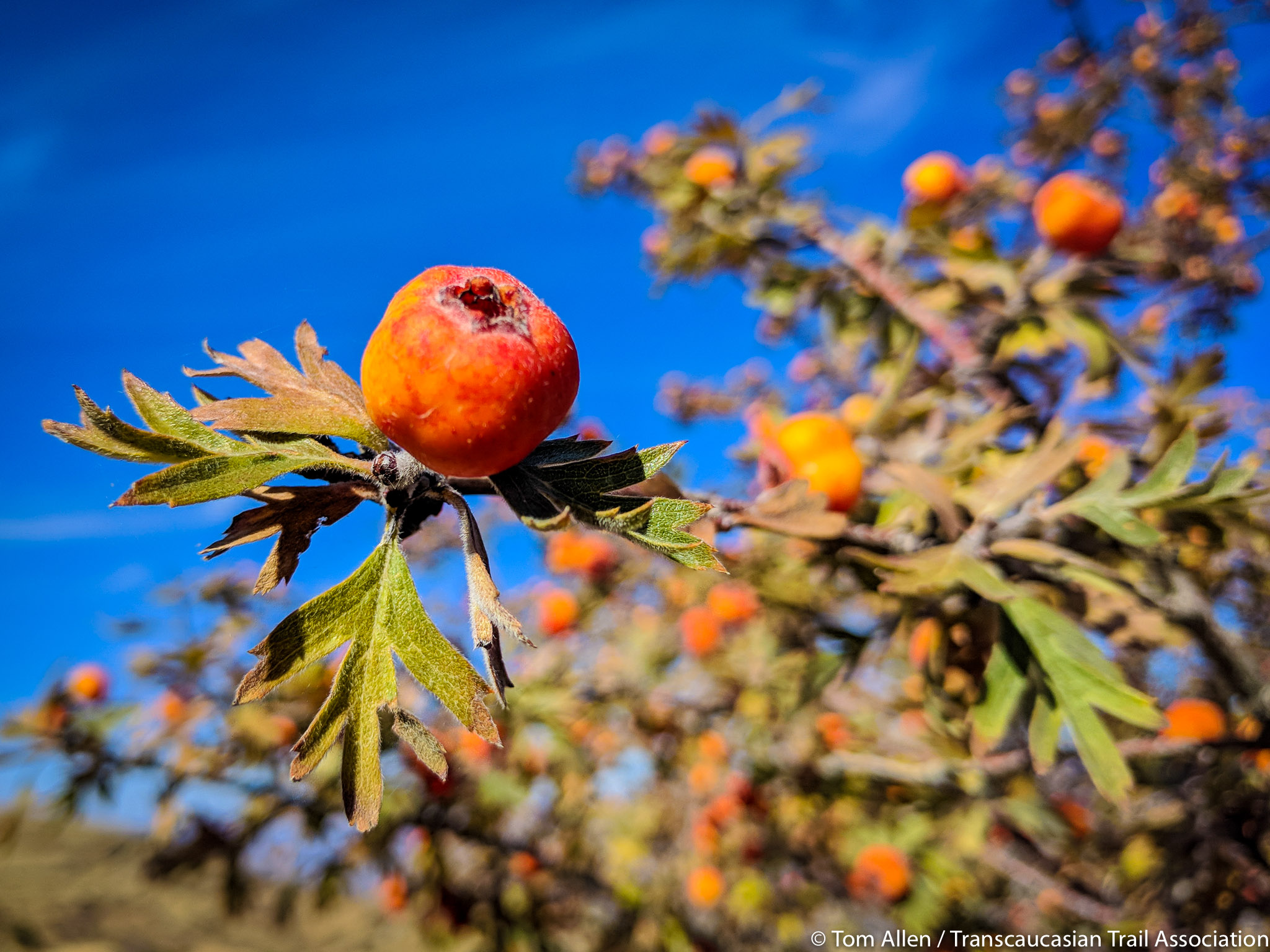 Fruit trees.