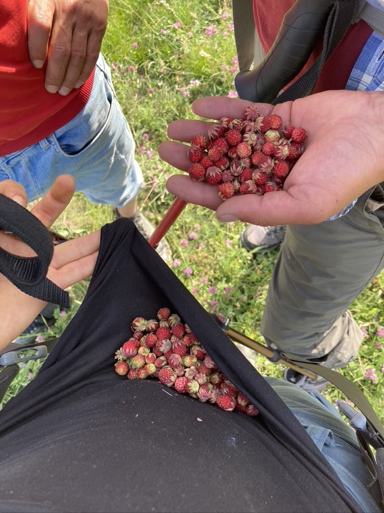 Strawberry picking on the trail.