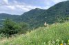 IMG_0868