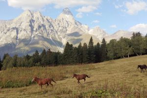 horses in front of Ushba Svaneti, Nakra-Mazeri