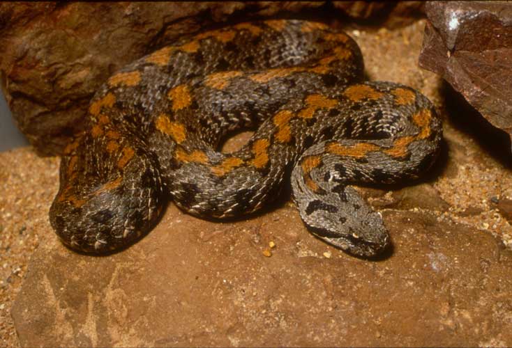 Armenian Viper