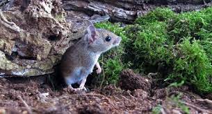 Black Sea Field Mouse