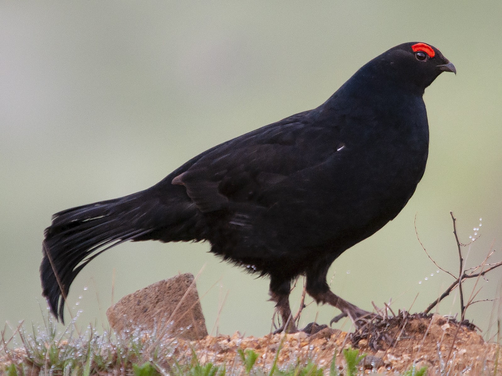 Caucasian Grouse