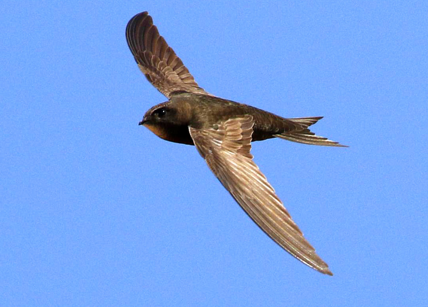 Common Swift