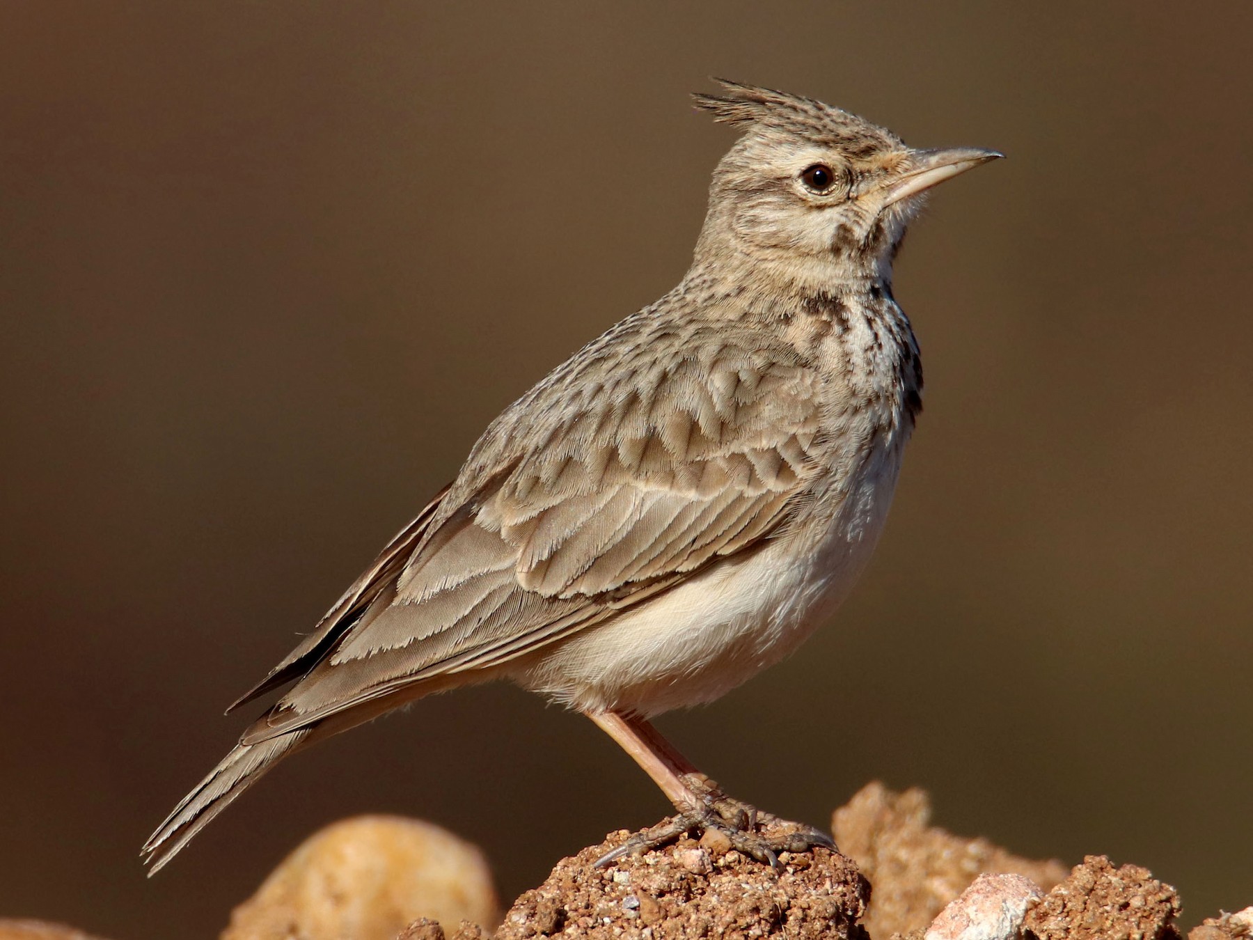Crested Lark