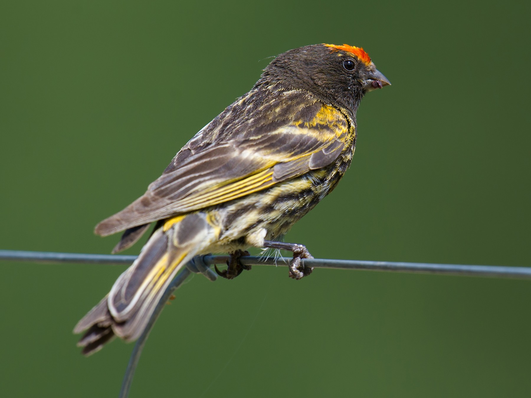 Fire-fronted Serin