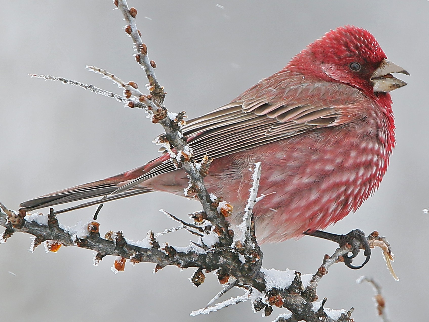 Great Rosefinch
