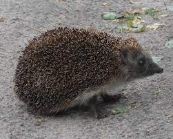 Northrn White-breasted Hedgehog
