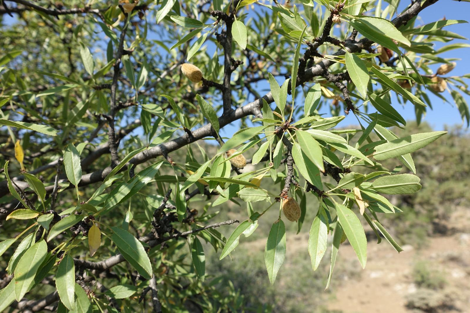 Olive tree in southern Armenia.