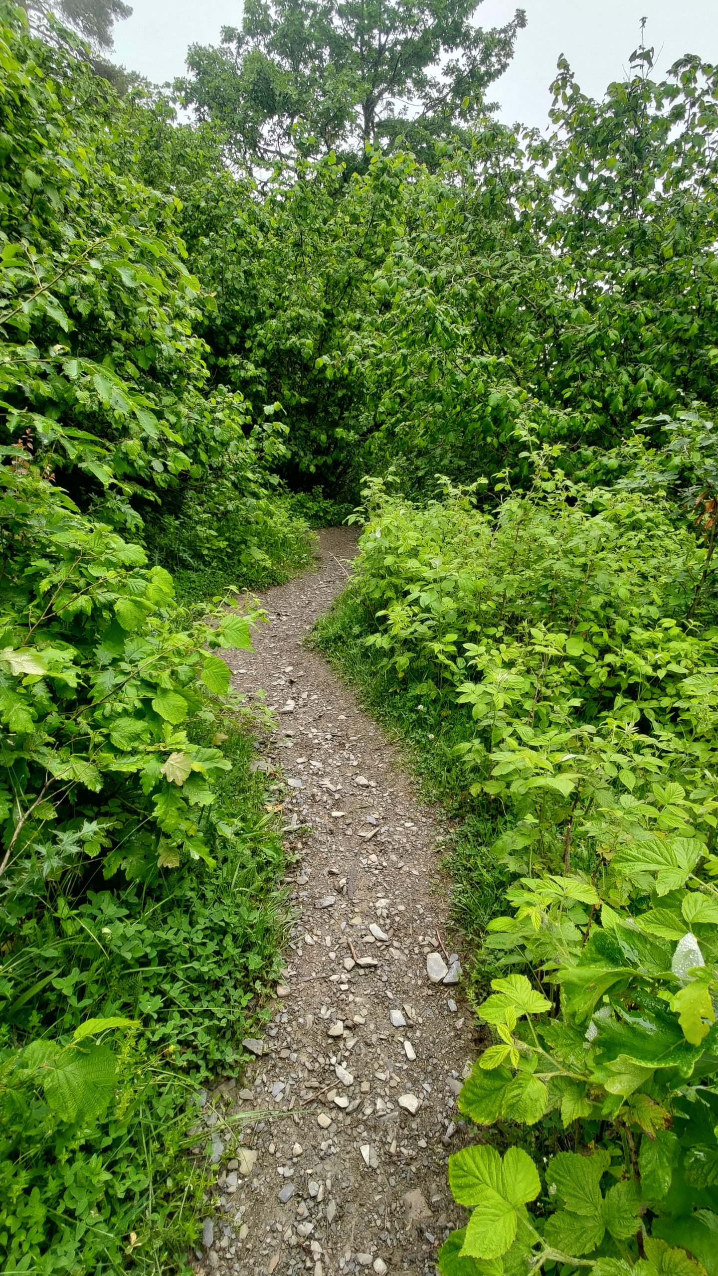 Trail through the forest