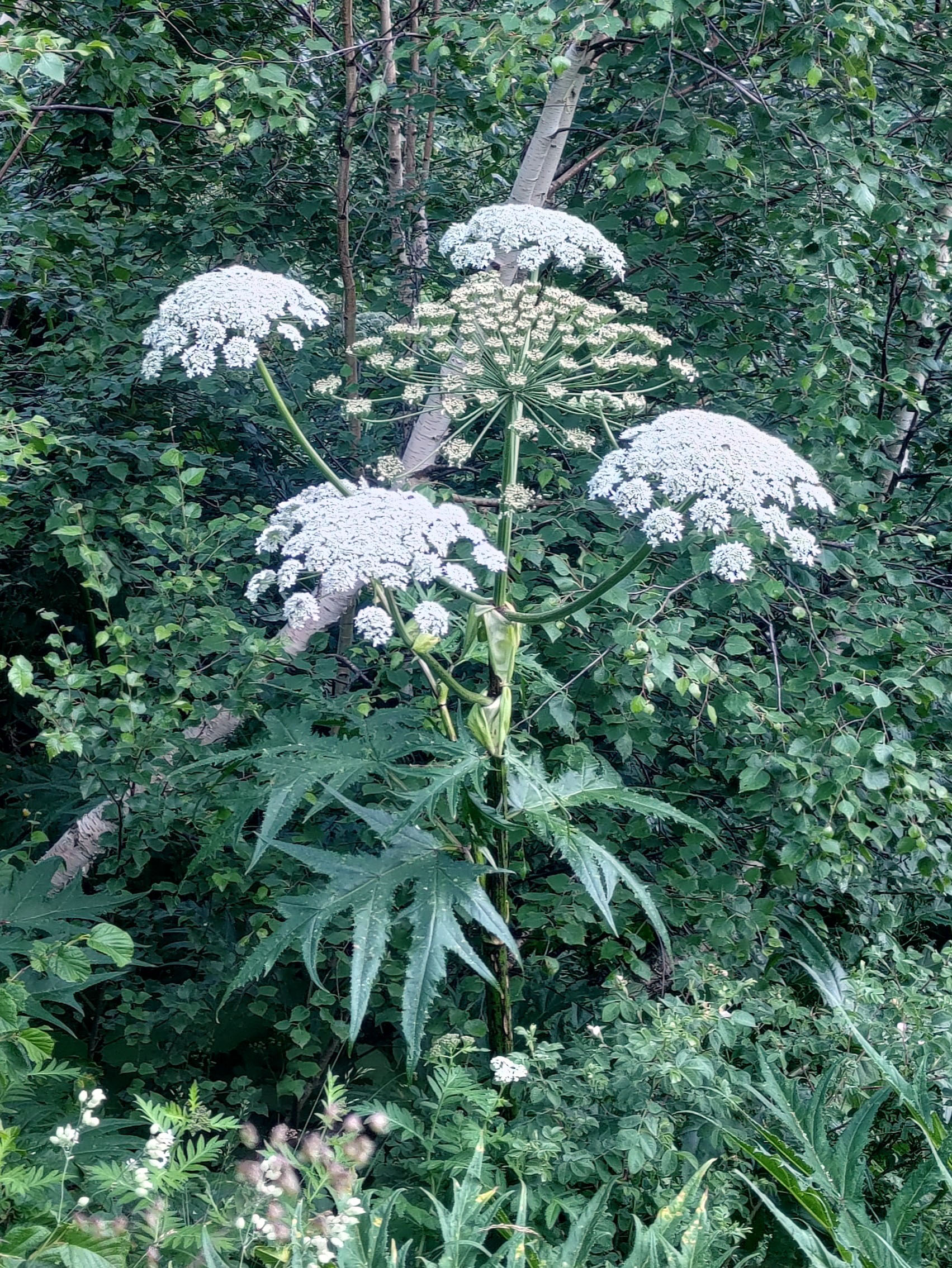 Giant Hogweed