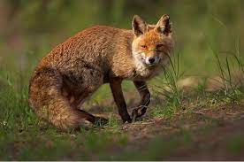 Red fox