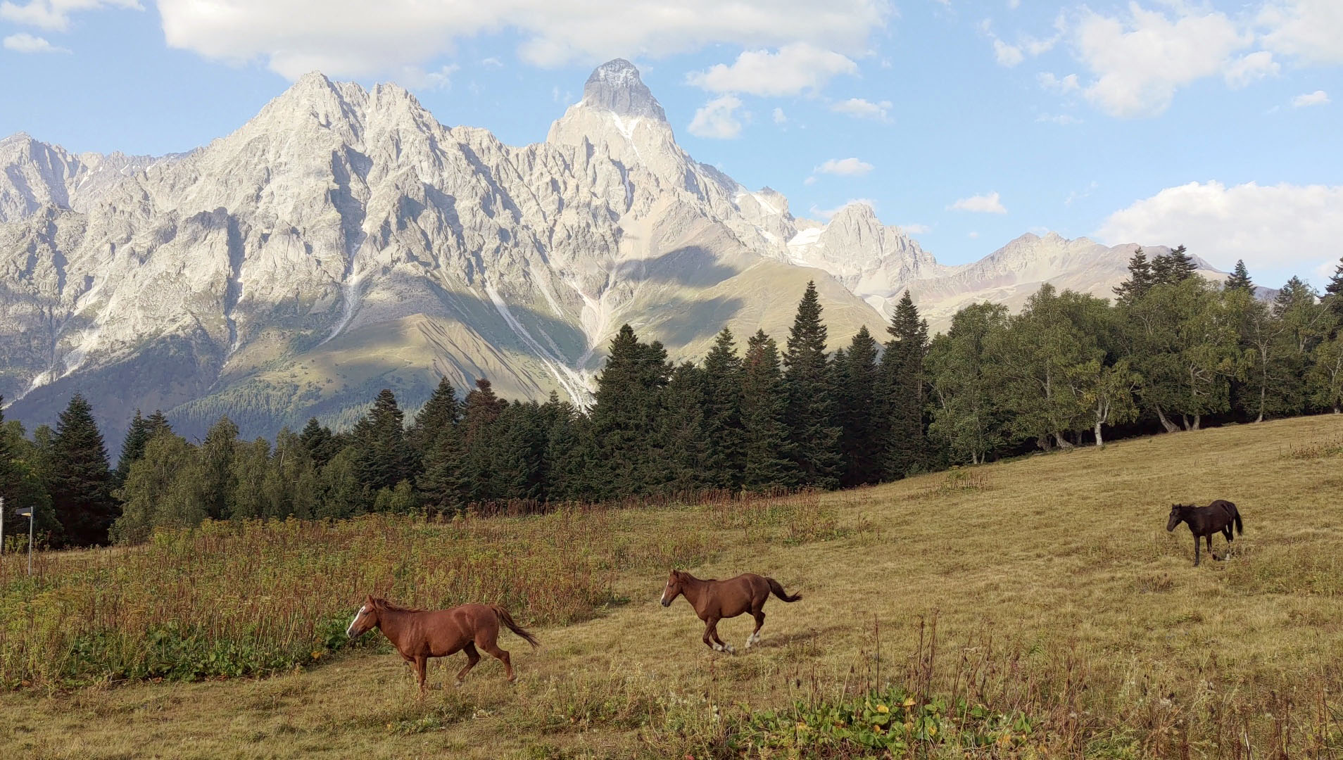 Horses galloping in front of Mt. Ushba
