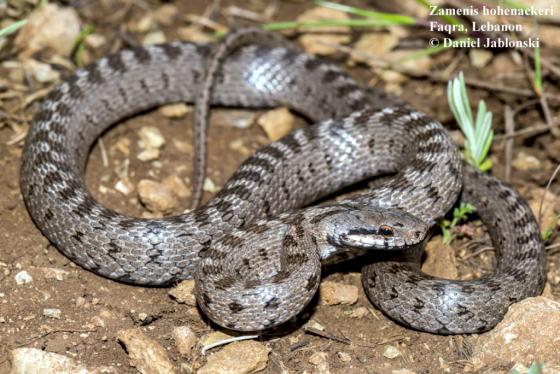 South Caucasian Ratsnake