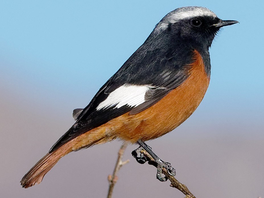 White-winged Redstart