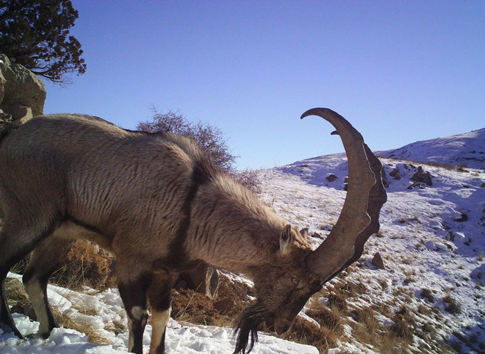 bezoar-goat