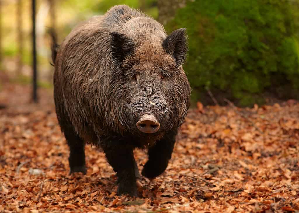 boar