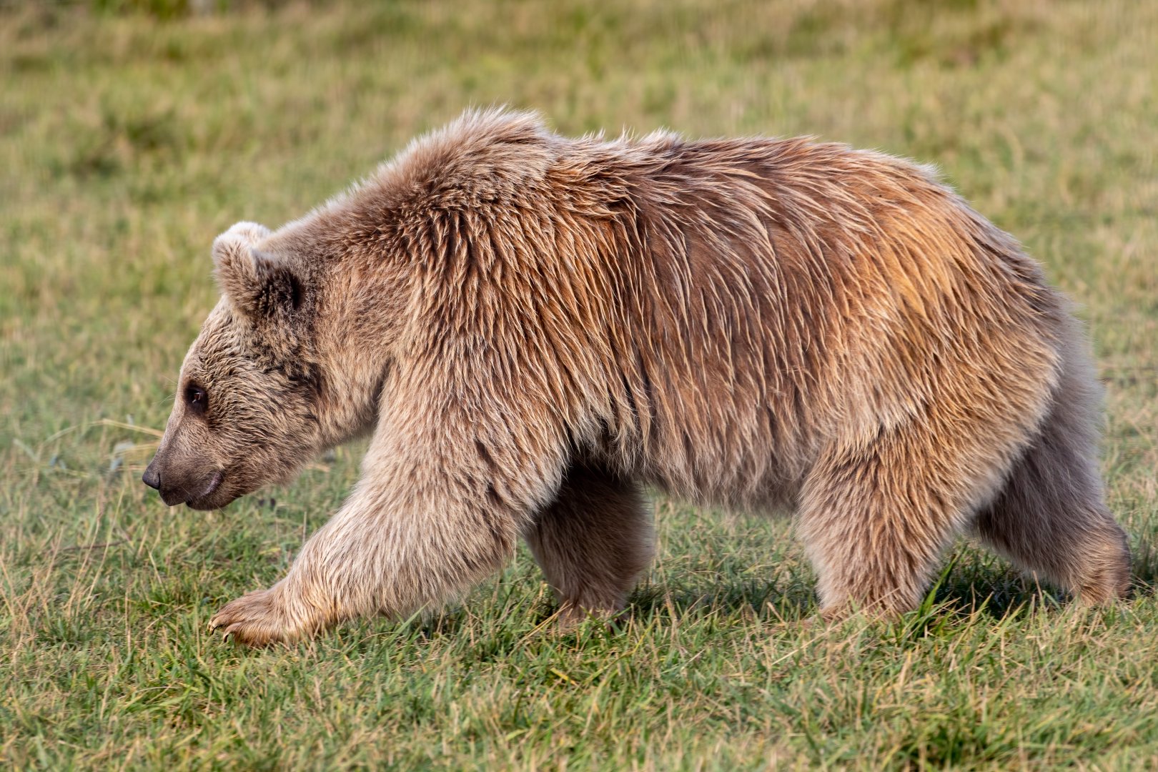 brown bear