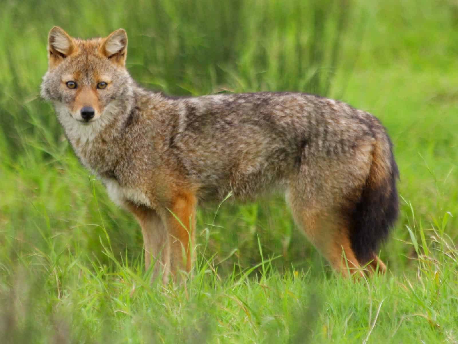 European Golden Jackal