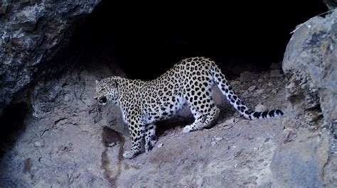 leopard