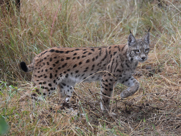 lynx