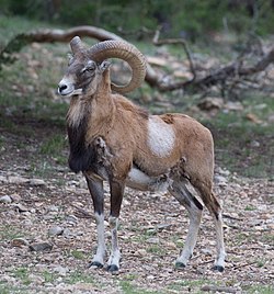 mouflon