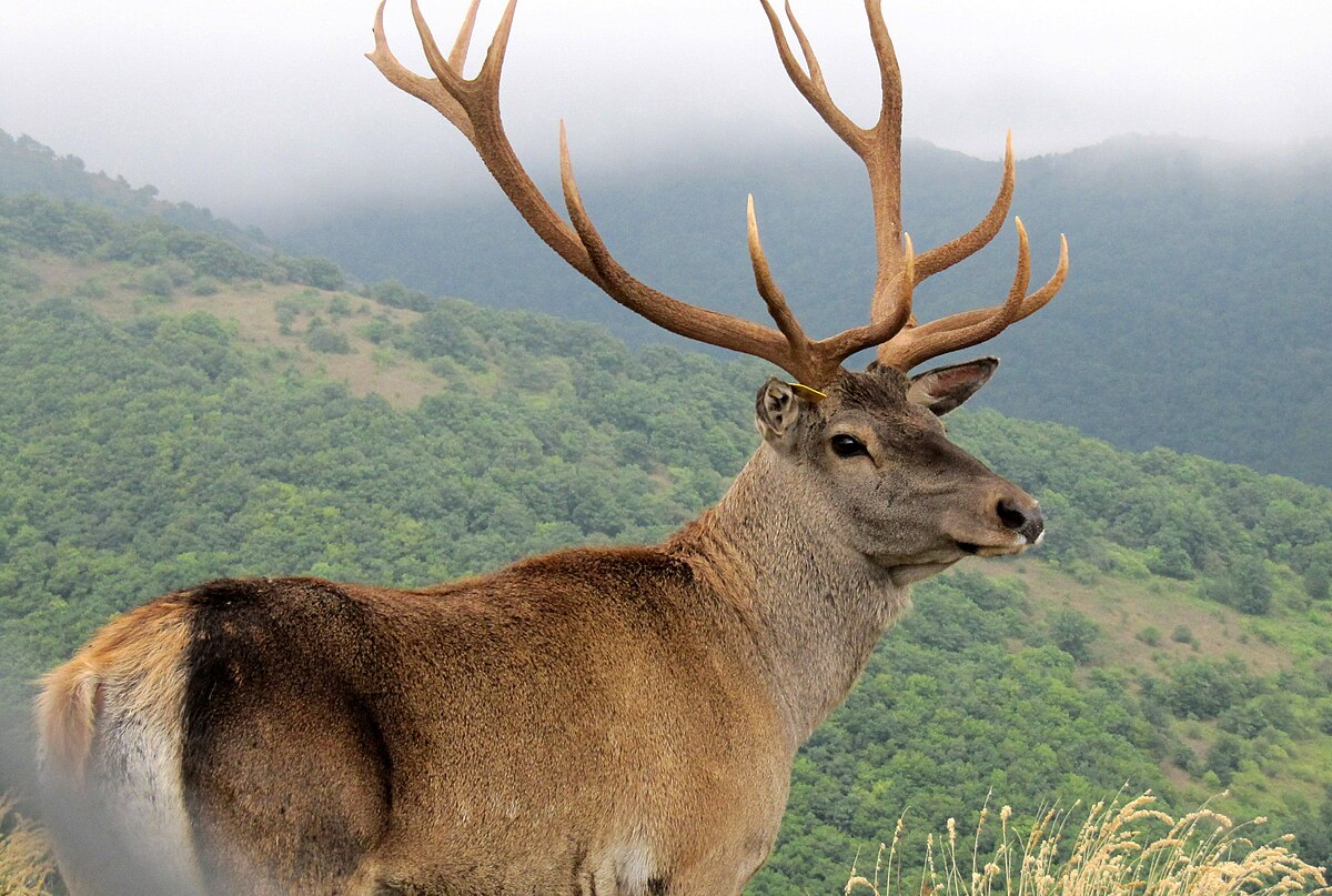 red deer1