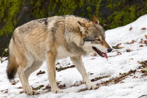 wolf
