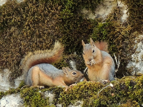 Squirrel