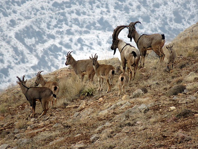 11_Bezoar_Goat