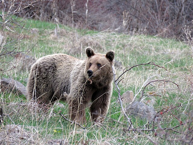 1_Brown_Bear