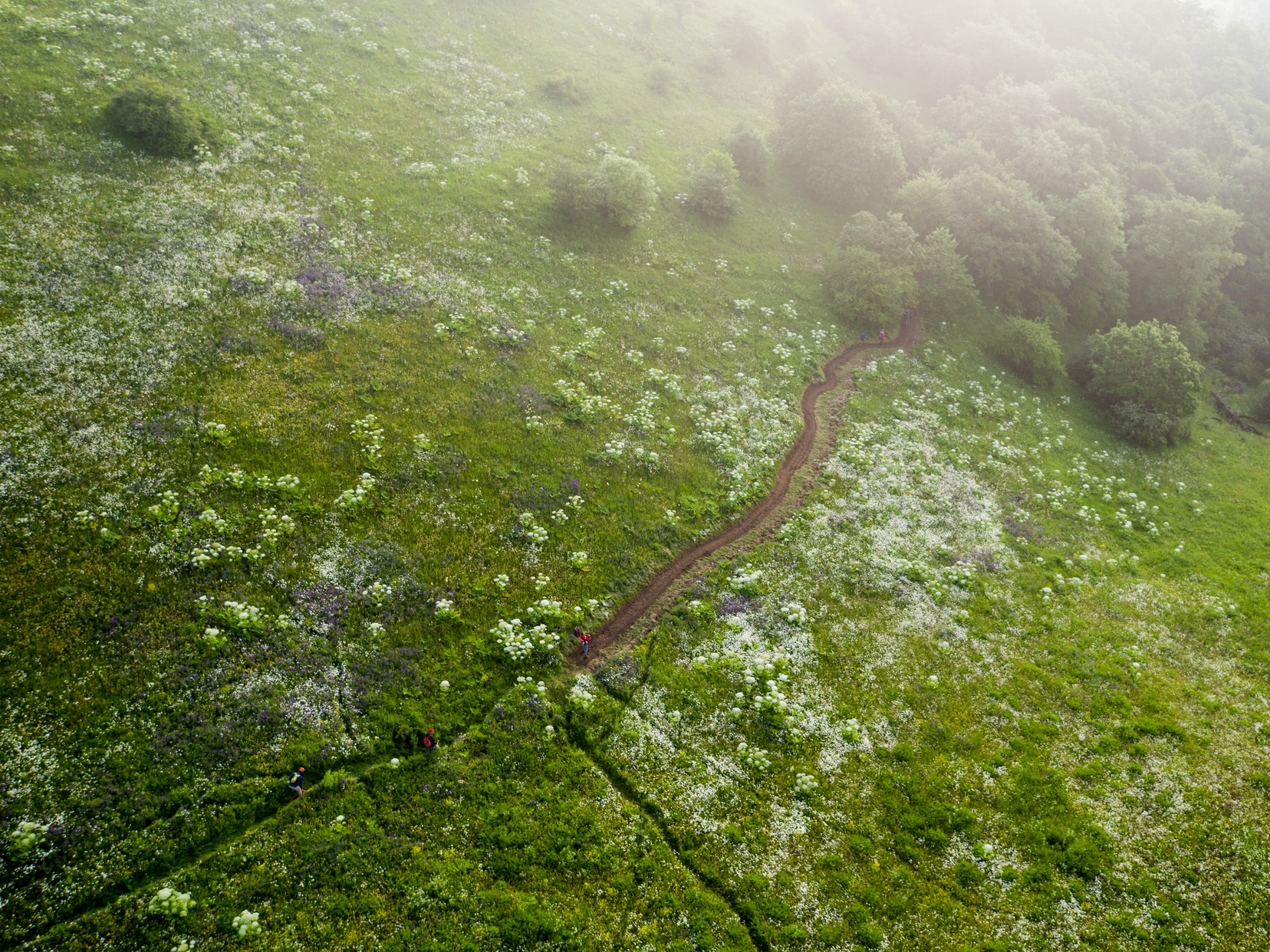 Trail in progress in Dilijan National Park, 2017.