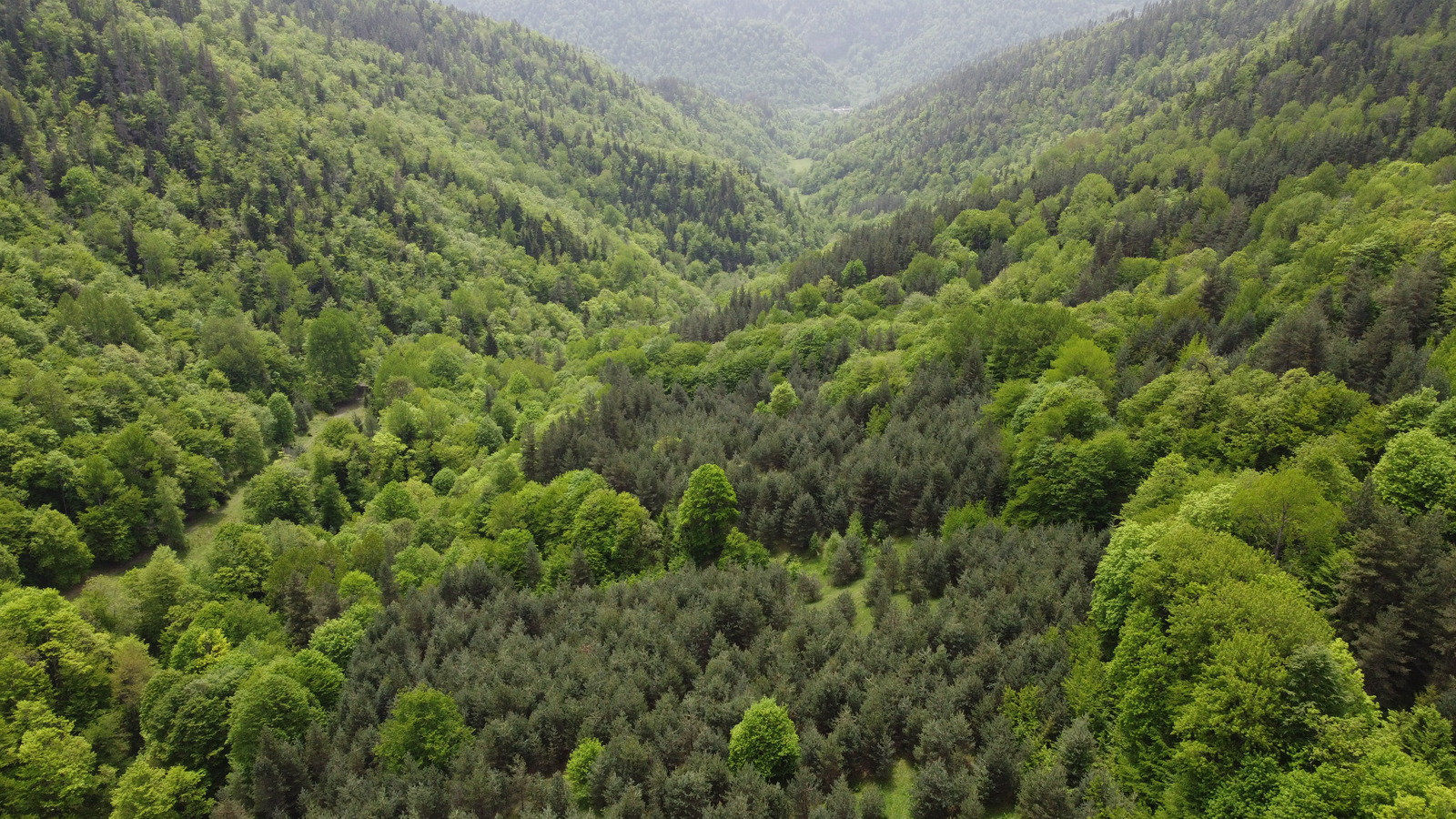 DJI_0437