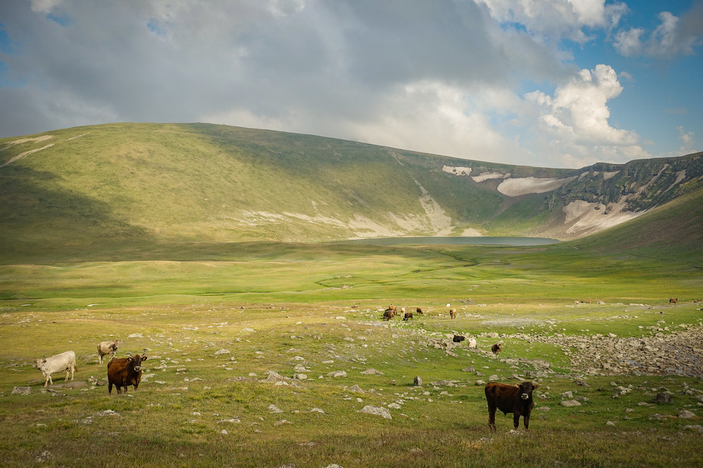 Yes, there are cows all the way up here too.