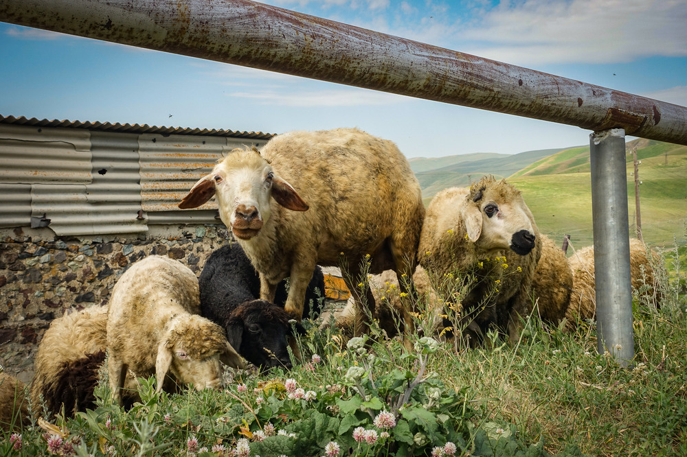 Curious sheep in Semyonovka.
