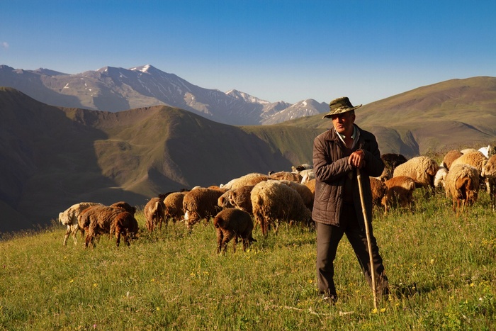 Shepherd