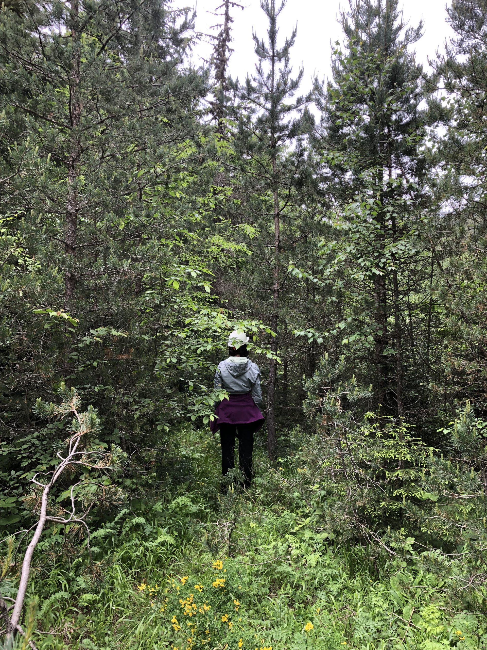 The climb to the ridge before trail clearing