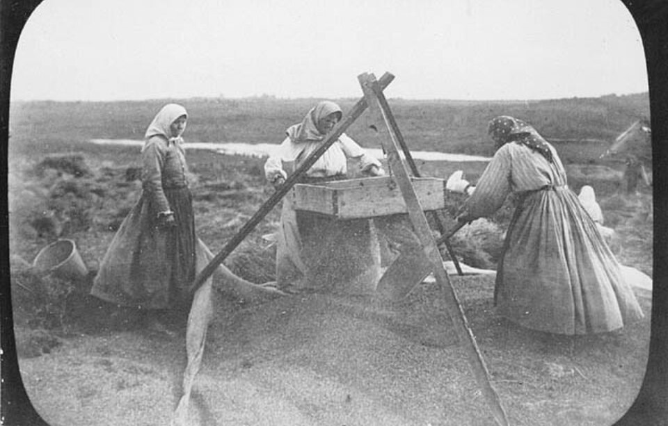 Doukhobor women winnowing grain, historical photograph