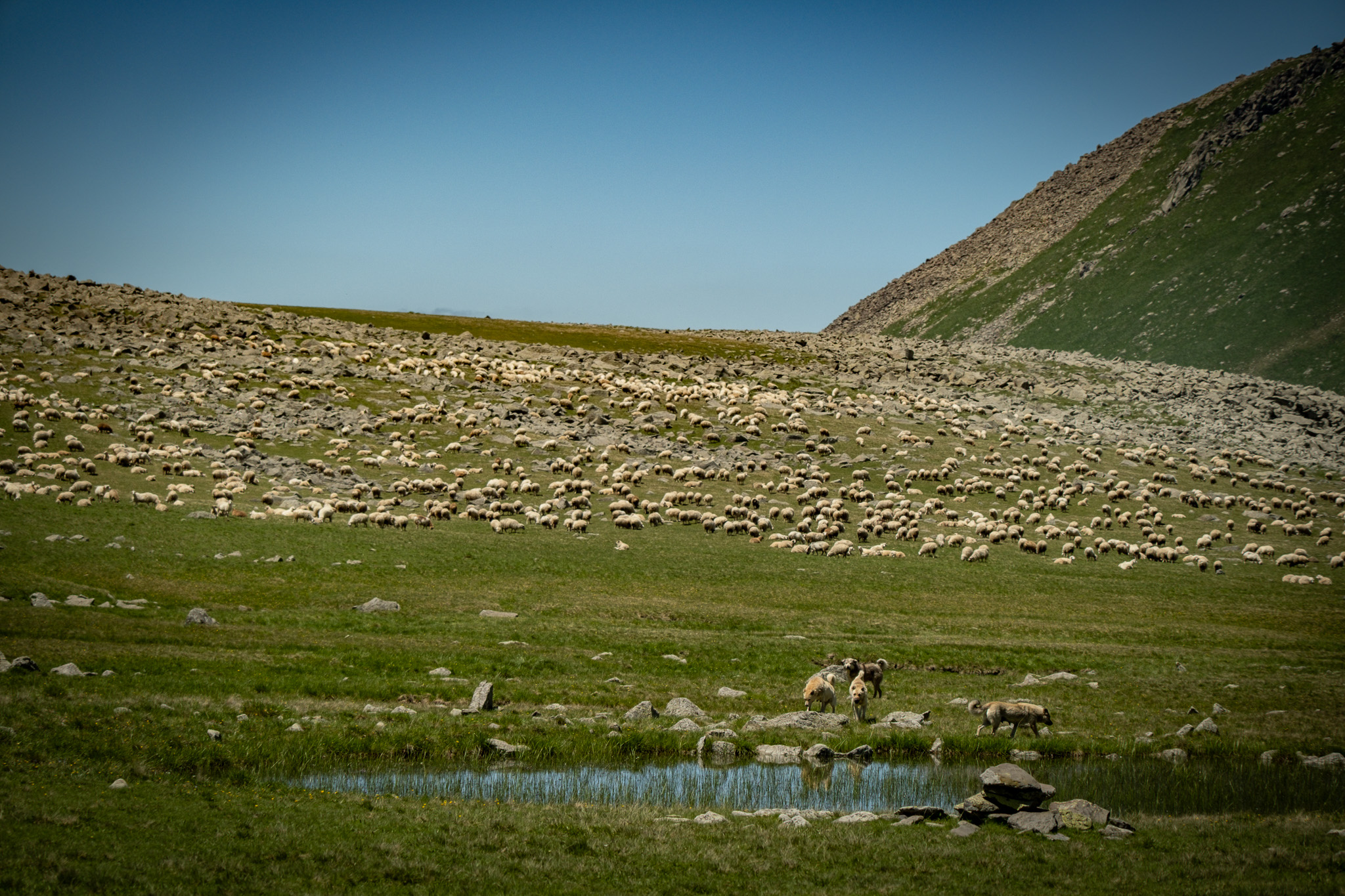 Livestock guardian dogs guarding their flock on the Javakheti plateau