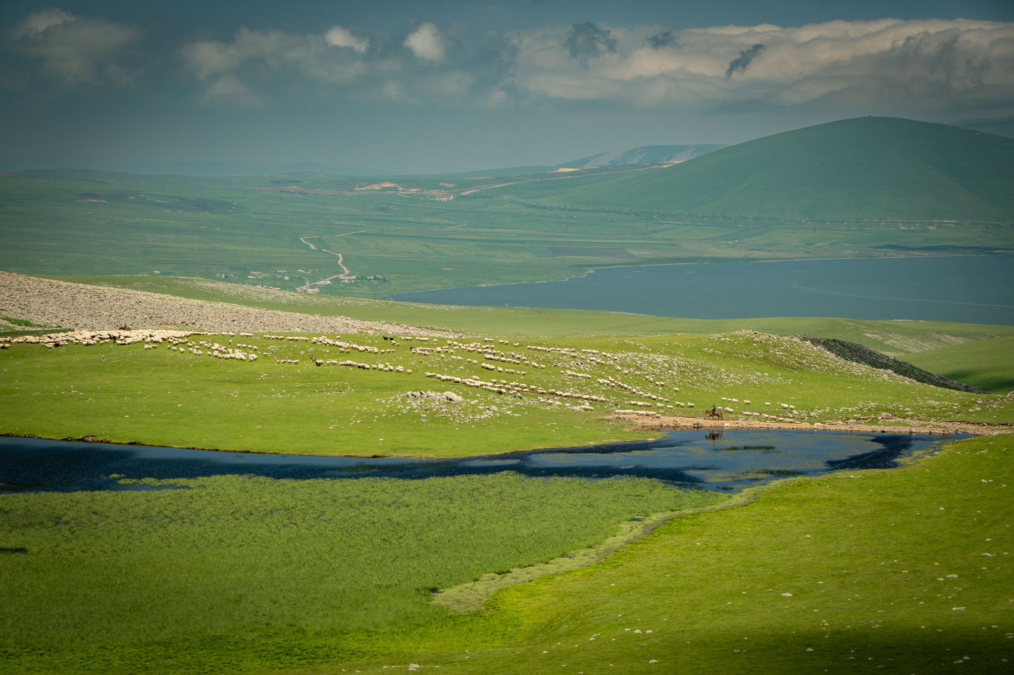Sheep grazing on the Javakheti plateau