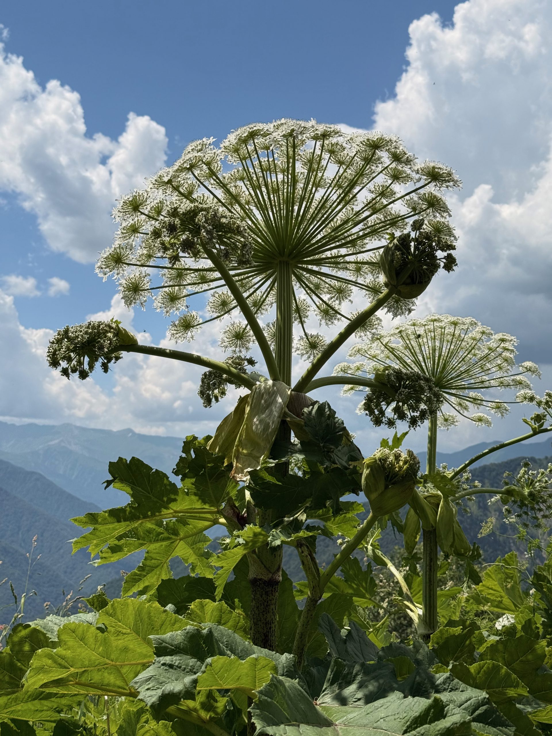 Giant hogweed plant towering several meters tall