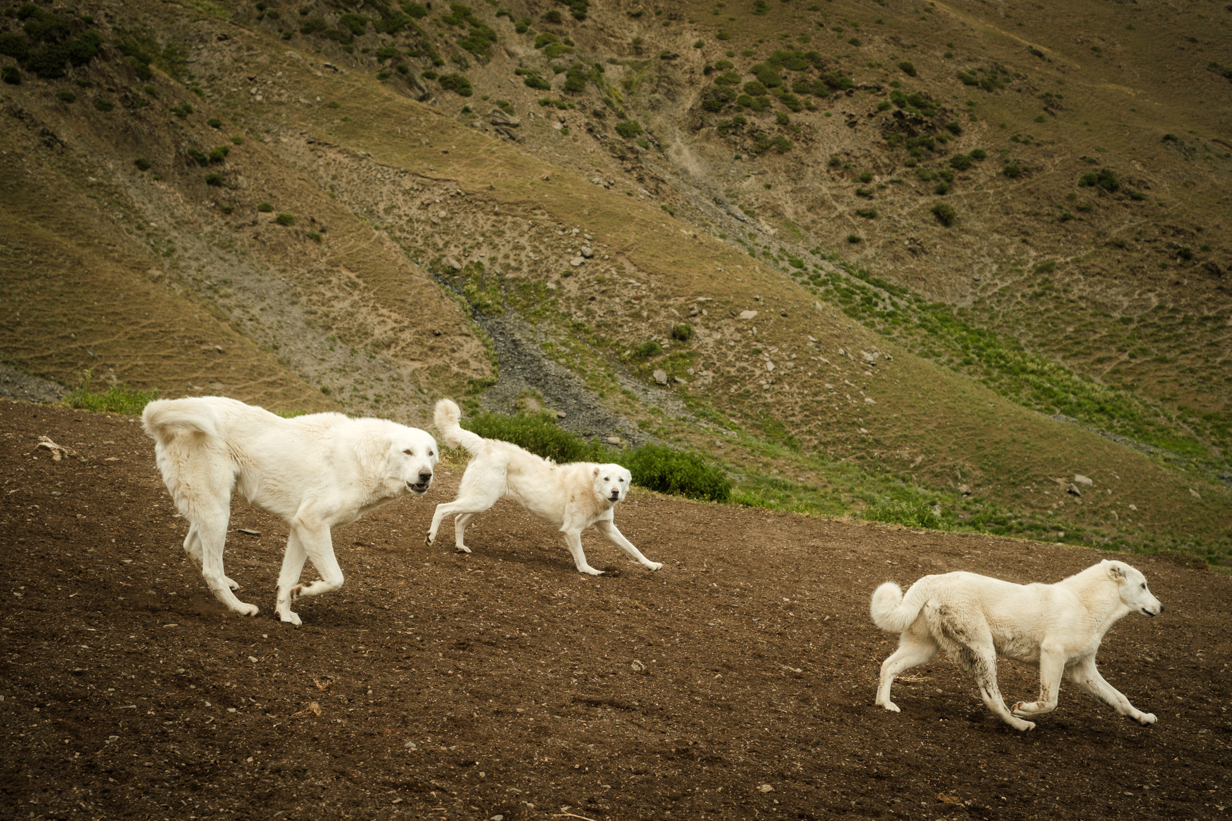 Livestock guardian dogs with a flock on the Javakheti plateau